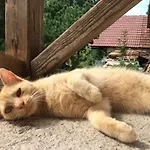 Na Samote U Lesa *